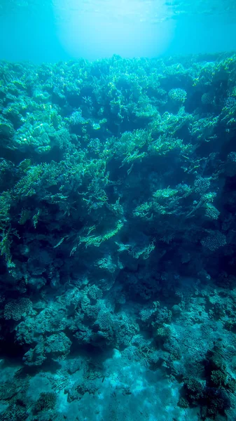 Foto subaquática panorâmica de belos recifes de corais e peixes tropicais nadadores — Fotografia de Stock