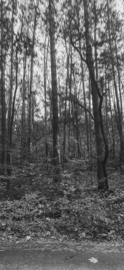 Ormanda yol kenarında yetişen yüksek ağaçların siyah beyaz görüntüsü