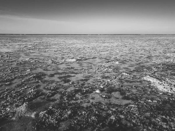 Denizde ölü mercan resifi ve deniz yosunlarının siyah beyaz soyut manzara — Stok fotoğraf