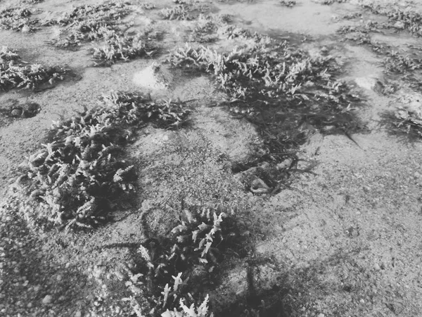 Primer plano abstracto imagen en blanco y negro de malezas marinas y corales en la orilla del mar — Foto de Stock