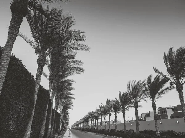 Imagen en blanco y negro de hermosas palmeras que crecen en la carretera de un largo camino hacia el mar — Foto de Stock