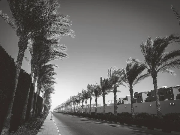 Paisaje tonificado de largo camino costero y hermosas palmeras altas — Foto de Stock