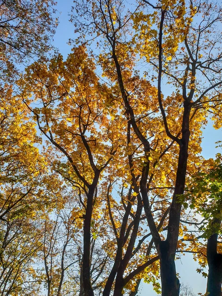 Parlak mavi gökyüzüne karşı sonbahar parkında ağaç üzerinde sarı ve turuncu yaprakların güzel görüntü — Stok fotoğraf