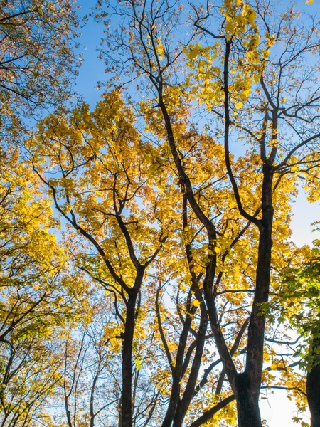 Vackert foto av höst träd täckta av gula och Röda löv i skogen mot klarblå himmel — Stockfoto