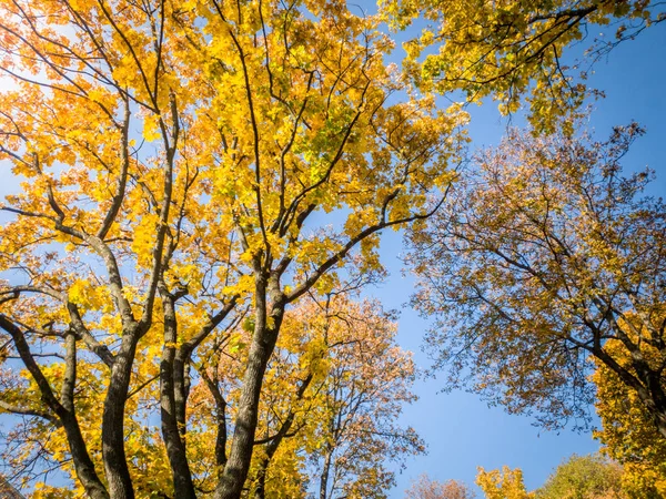 Vackert foto av höst träd täckta av gula och Röda löv i skogen mot klarblå himmel — Stockfoto