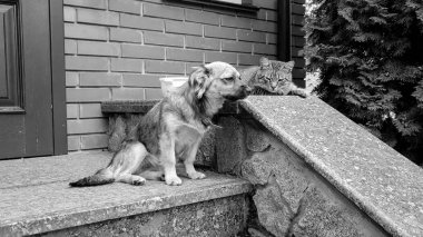 Evin verandasında oturan ve sahibini bekleyen köpekli kedinin siyah beyaz görüntüsü