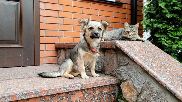 Closeup photo of cute dog and cat lying on the porch at big house — Stock Photo, Image
