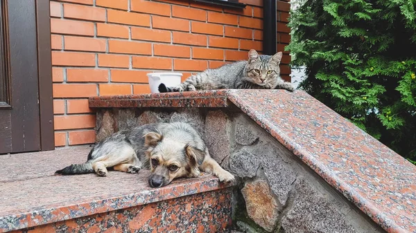 Zbliżenie zdjęcie cute psa i kota leżącego na ganku w wielkim domu — Zdjęcie stockowe