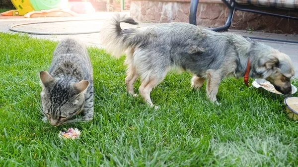 Nahaufnahme Bild von niedlichen Hund und Katze essen auf dem Gras — Stockfoto