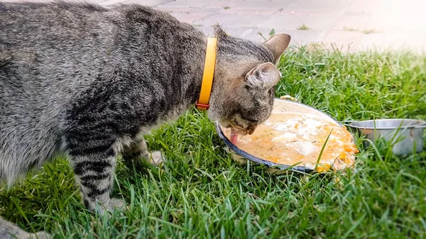 Imagen de primer plano de gato lindo bebiendo de cuenco de metal en la hierba en el patio trasero — Foto de Stock