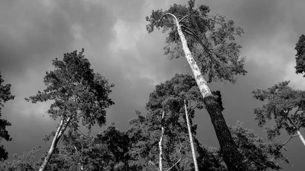 Zwart-wit beeld van oude Pine tree forest voor zware storm regen. Prachtig landschap van de natuur voor regen — Stockfoto