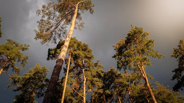 Όμορφο τοπίο εικόνα της υψηλής πεύκο δέντρο στο δάσος από σκούρο ουρανό με βαριά βροχερές σύννεφα — Φωτογραφία Αρχείου