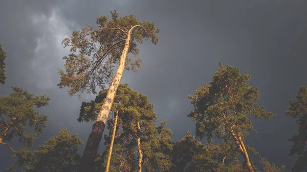 Imagem afiada de pinheiros altos velhos na floresta antes da chuva pesada. Pôr do sol na floresta antes da tempestade — Fotografia de Stock