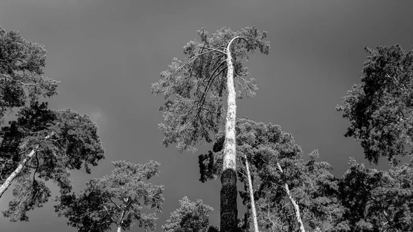 Fekete-fehér kép a régi fenyőfa erdő előtt erős vihar esőben. Gyönyörű táj a természetben eső előtt — Stock Fotó