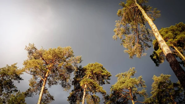 Vacker bild av mörka svarta regniga moln flyger över höga tallar i skogen. Lugn natur före stormen — Stockfoto