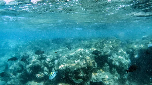 Krásná podmořská fotka spousty barevných korálových ryb, které se koupaly kolem mrtvého korelu v Rudém moři — Stock fotografie
