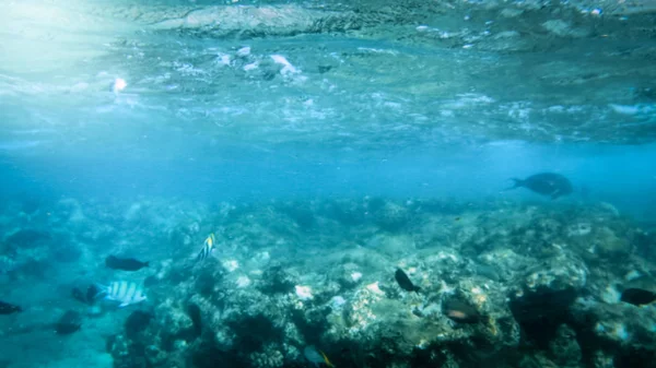 美丽的水下照片大彩色珊瑚鱼学校在红海游泳 — 图库照片