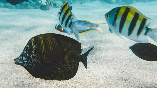 Primo piano foto subacquea di pesci della barriera corallina che nuotano nell'oceano vicino al fondo sabbioso del mare — Foto Stock