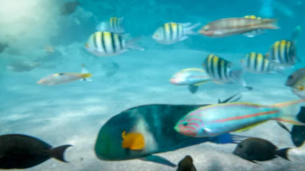 美丽的水下照片，许多五颜六色的珊瑚鱼在红海的死核周围游泳 — 图库照片