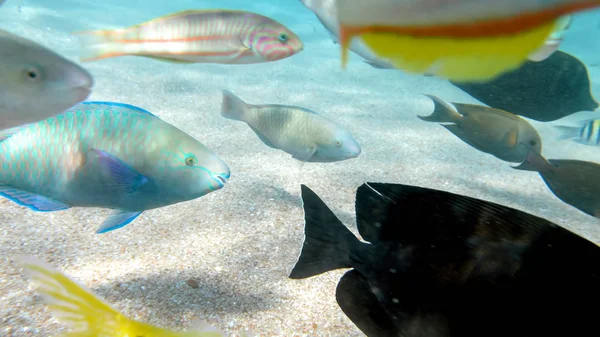 许多五颜六色的鱼在珊瑚礁周围游来游去的特写图片。完美的镜头，说明海洋自然或暑假 — 图库照片