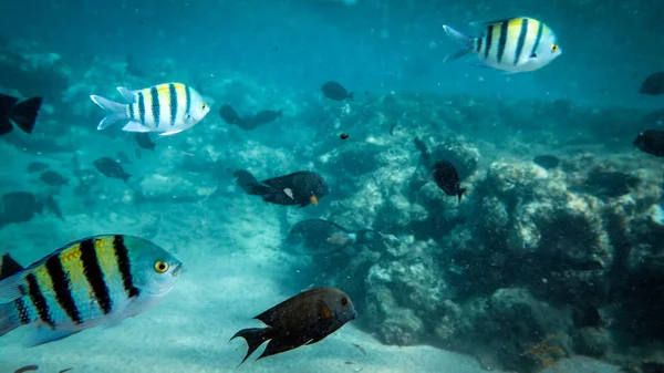 Schöne Unterwasserfotos von großen bunten Korallenfischschulen, die im Roten Meer schwimmen — Stockfoto