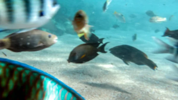 Nahaufnahme von vielen bunten Fischen, die um das Korallenriff schwimmen. perfekte Aufnahme, um die Meeresnatur oder den Sommerurlaub zu illustrieren — Stockfoto