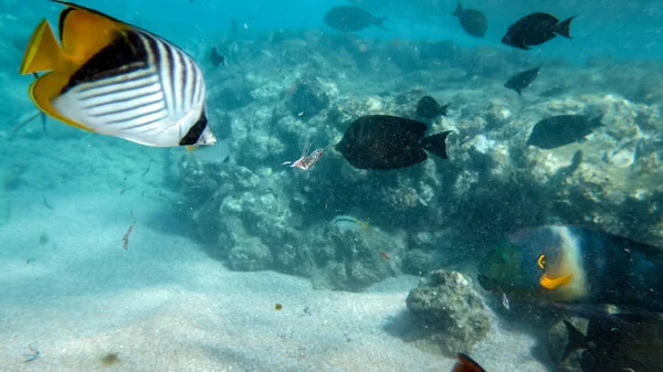 Primo piano foto subacquea di pesci della barriera corallina che nuotano nell'oceano vicino al fondo sabbioso del mare — Foto Stock