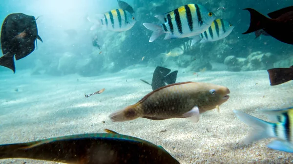 Schöne Unterwasserfotos von vielen bunten Korallenfischen, die um tote Korallen im roten Meer schwimmen — Stockfoto