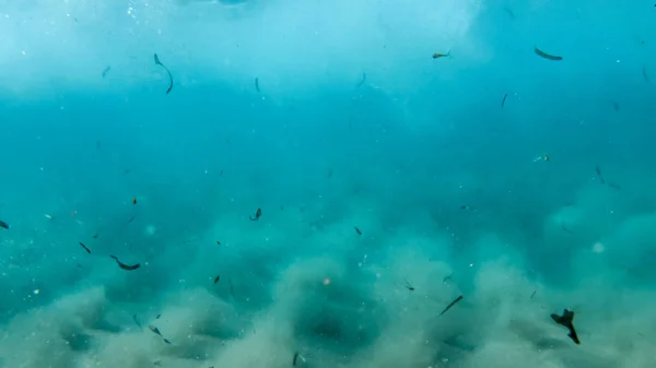 Víz alatti kép homokos tenger alján a korallok és tengeri gyomok — Stock Fotó