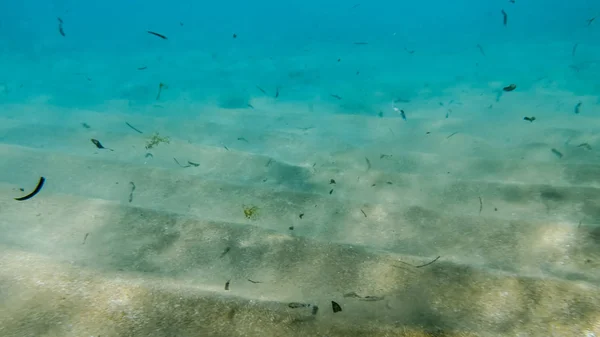 Крупним планом зображення брудного піщаного морського дна з великою кількістю мертвих морських бур'янів, що течуть у воді — стокове фото