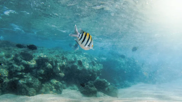 美丽的水下照片，许多五颜六色的珊瑚鱼在红海的死核周围游泳 — 图库照片