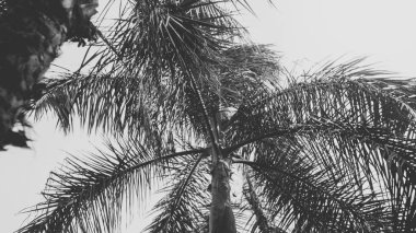 Denizde berrak gökyüzüne karşı yüksek tropikal palmiye siyah ve beyaz görüntü