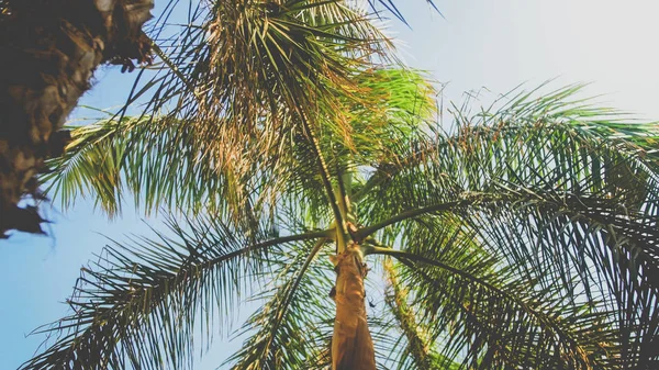 Hermosa foto de palmera alta con grandes hojas verdes contra el cielo azul claro — Foto de Stock