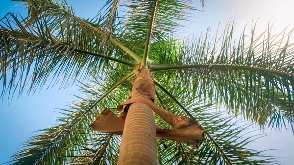 Hermosa foto de palmera alta con grandes hojas verdes contra el cielo azul claro — Foto de Stock