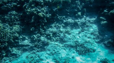 Kızıldeniz alt renkli tropikal mercan resifi güzel sualtı görüntüsü