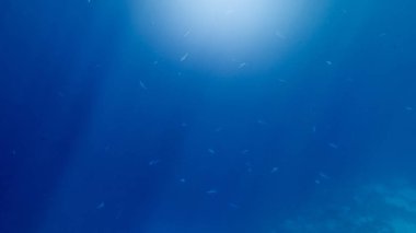 Su yüzeyinde parlayan güneş ışığı ışınlarının güzel deniz manzarası