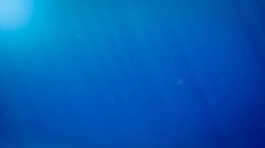 Yüzen balıkların ve parlayan güneş ışınlarının su yüzeyinden geçen su altında inanılmaz görüntüsü