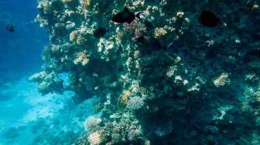 Renkli mercan resifi ve etrafında yüzen tropikal balıklar çok güzel sualtı deniz manzarası