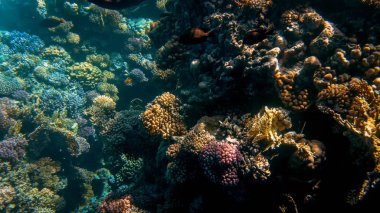 Kızıldeniz'de mercan resifi ve deniz dibi güzel sualtı deniz manzarası
