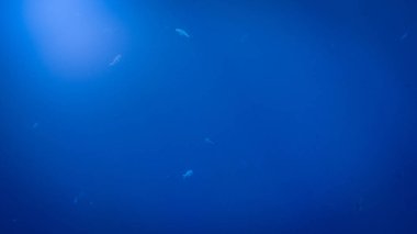 Derin okyanus su yüzeyinde parlayan güneş ve ışık ışınlarının inanılmaz sualtı görüntüsü