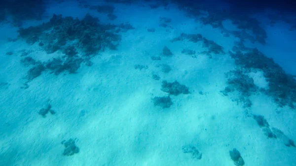 美丽的红海珊瑚礁和海底海底的水下海景 — 图库照片