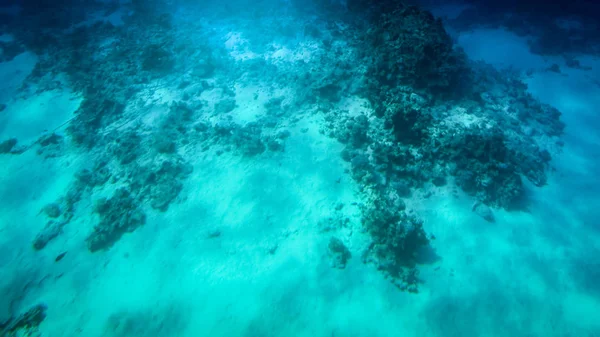 Amazing underwater shot of sandy sea bottom with growing colorful coral reefs and swimming fishes — Φωτογραφία Αρχείου