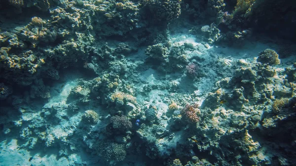 Incrível tiro subaquático de fundo do mar arenoso com recifes de coral coloridos crescentes e peixes de natação — Fotografia de Stock