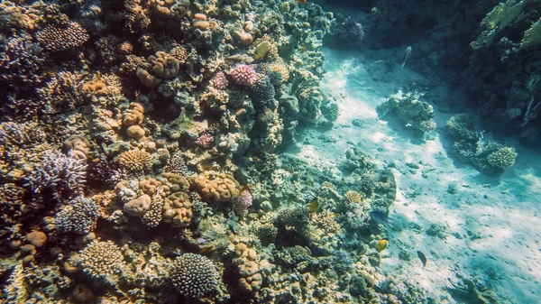 红海海底惊人的水下图像。五颜六色的珊瑚鱼和水面下生长的珊瑚礁 — 图库照片
