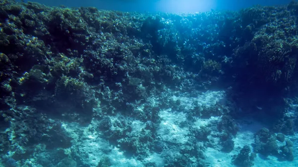 美丽的红海珊瑚礁和海底海底的水下海景 — 图库照片