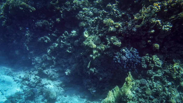 Amazing underwater shot of sandy sea bottom with growing colorful coral reefs and swimming fishes — 图库照片