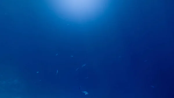 Abstract onderwater beeld van visschool zwemmen in de diepe oceaan. Zon lichtstralen schijnt door wateroppervlak — Stockfoto