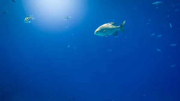 Gyönyörű víz alatti fénykép színes halak úszás a nagy korallzátonyok — Stock Fotó