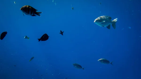 Incredibile foto subacquea di grande scuola di pesci tropicali colorati che nuotano a grande barriera corallina — Foto Stock