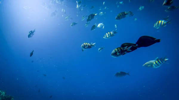 Красиве підводне фото багатьох барвистих тропічних риб, які плавають навколо великого коралового рифу в морі — стокове фото